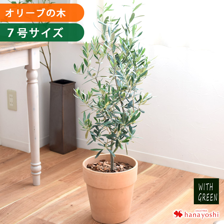 フラワーマーケット花由 鉢植え オリーブの木 ＜プラスチック鉢