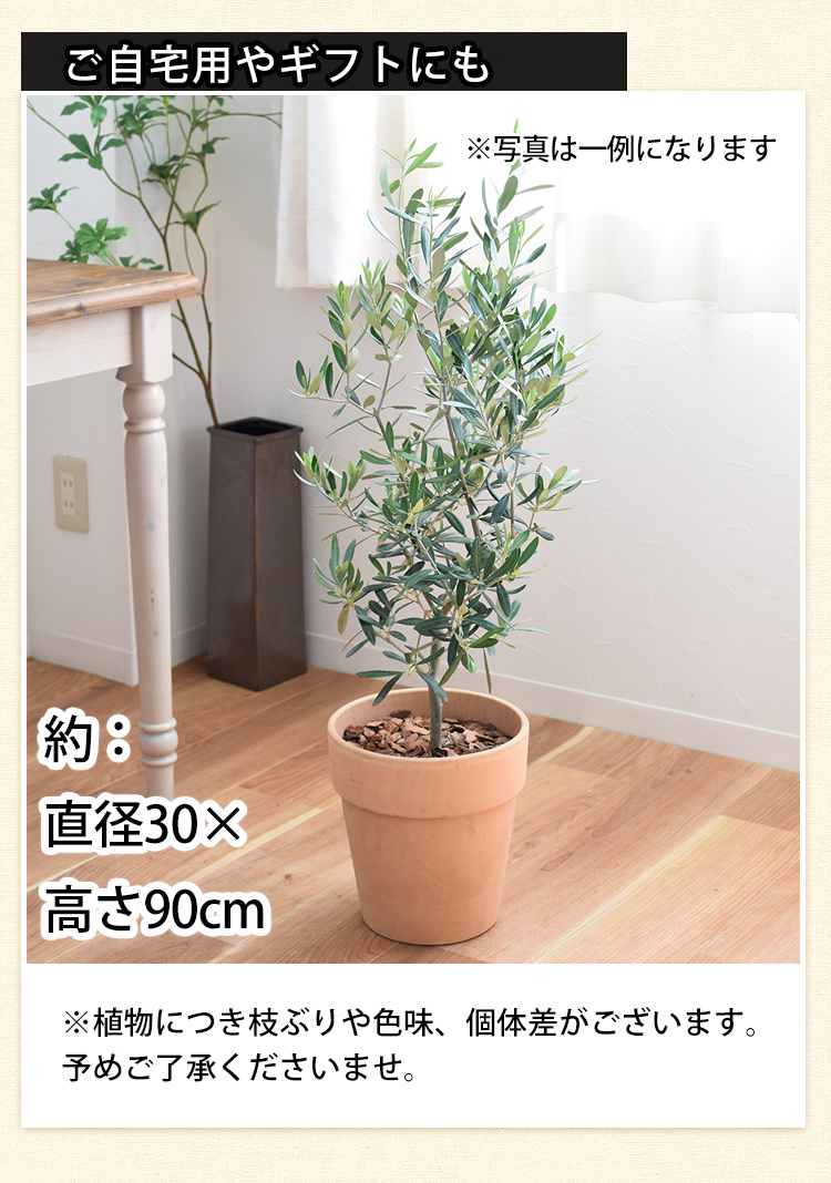 オリーブおしゃれ鉢入り　
オマケ付き　 Amazon｜おしゃれ 観葉植物：オリーブの木鉢植え*受皿付 バークチップ