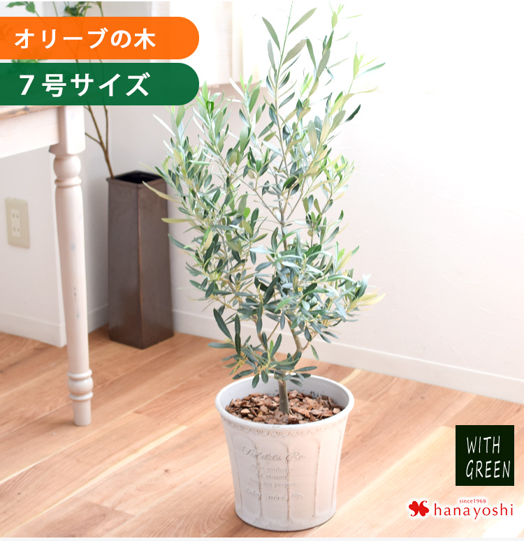 オリーブ鉢植混合７種類　８鉢セット オリーブ鉢植混合7種類 8鉢セット 苗木・植木
