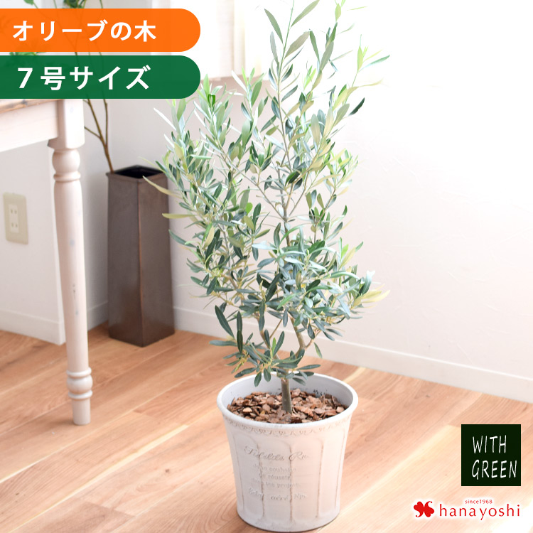 サマーセール。オリーブグリーン 花びら型鉢[1] トッピングPOT オリーブグリーン 2.5寸用 日本製 ポット 鉢 植物