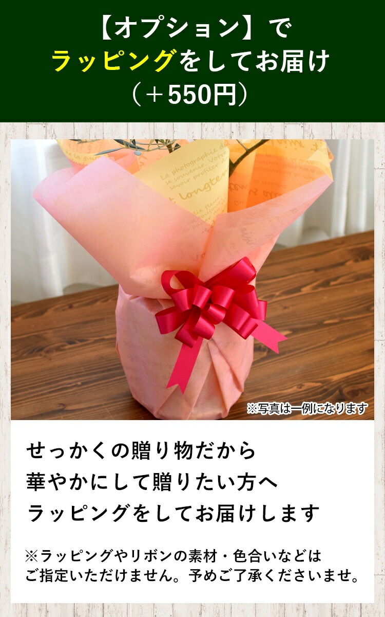 フラワーマーケット花由 鉢植え オリーブの木 ＜プラスチック鉢＞ 7号