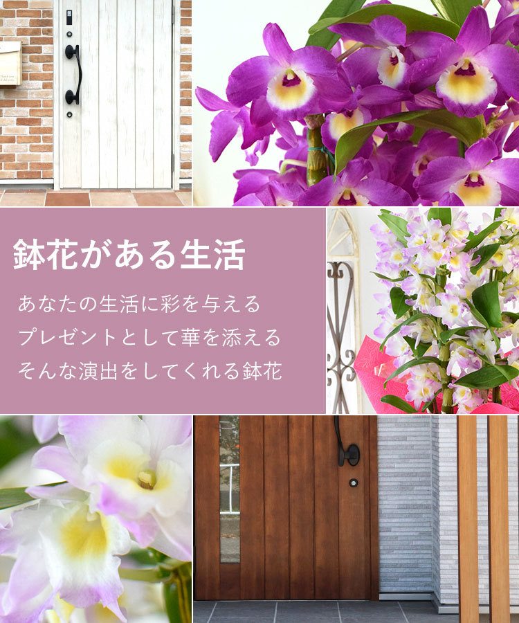 阿波の洋蘭 送料無料 人気のピンク系 デンドロビウム ラッピングしてお届け デンドロビューム 退職祝い 定年 花 誕生日 プレゼント ギフト フラワーマーケット花由 通販 Paypayモール
