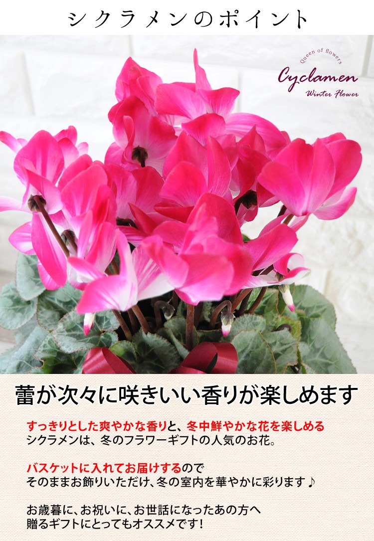 贈り物にも人気のシクラメン お歳暮 クリスマス 冬のギフトに ギガランキングｊｐ
