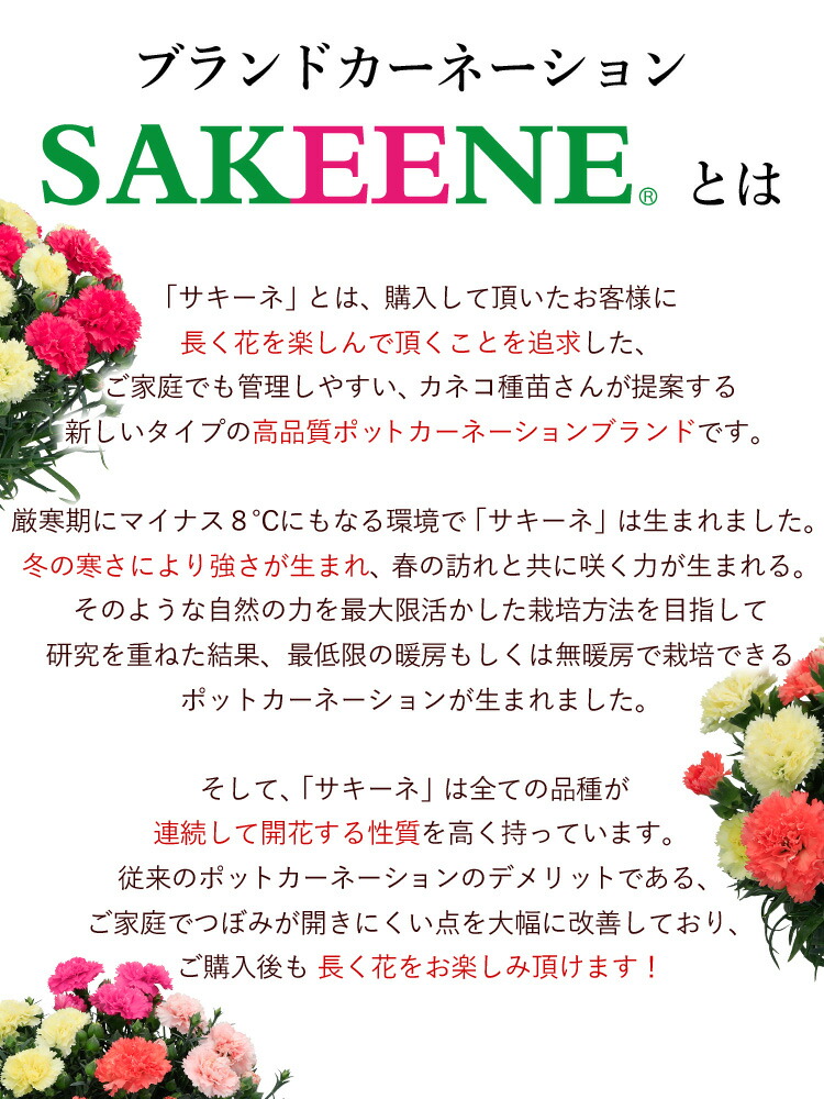 母の日 花 鉢植え ギフト プレゼント 21 長持ち ブランド カーネーション Sakeene サキーネ R の4色植え 5号鉢 In バスケット フラワーマーケット花由 通販 Paypayモール