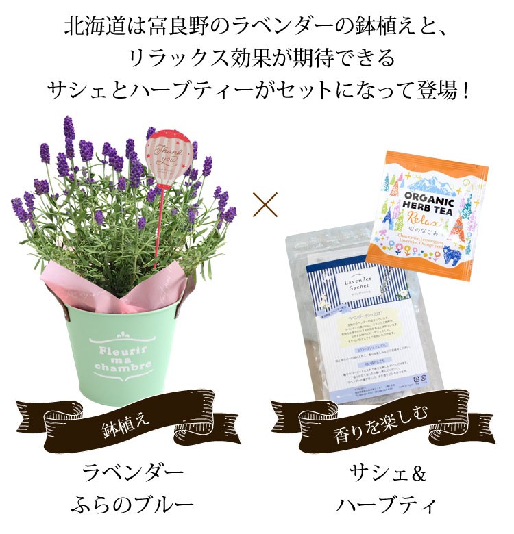 母の日 ギフト 花 プレゼント ラベンダー 癒し セット 富良野ラベンダー鉢植え と ラベンダーサシェ オーガニック ハーブティー セット 母の日限定 フラワーマーケット花由 通販 Paypayモール