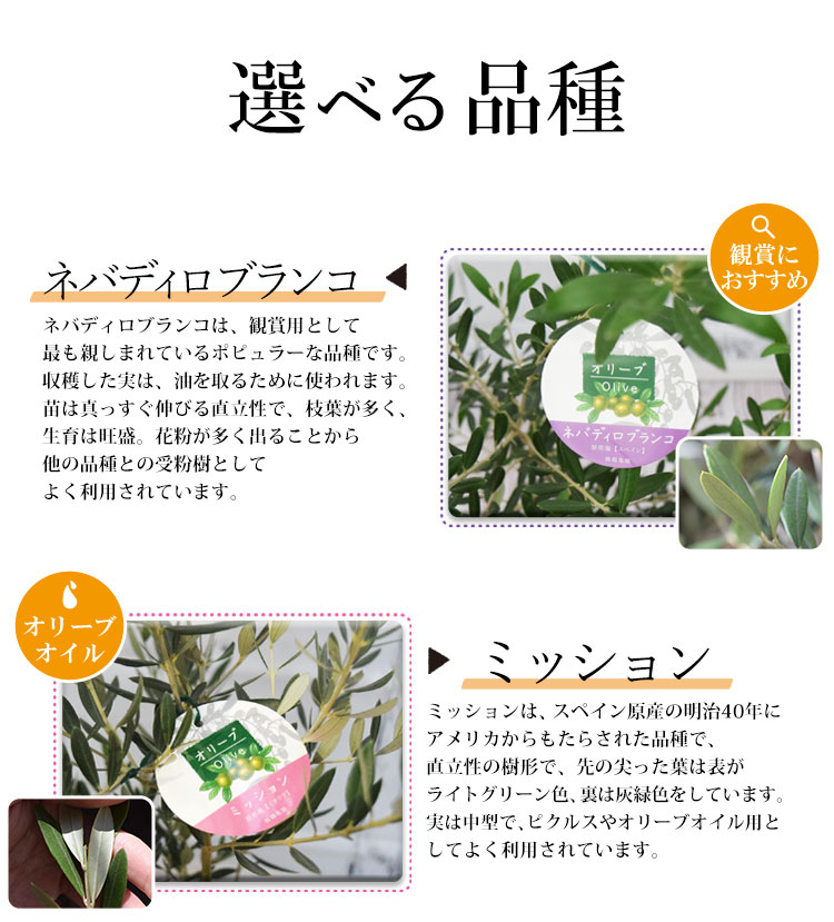 今だけ限定15 Offクーポン発行中 あすつく オリーブ 鉢植え 鶴亀園さんの香川オリーブの木 ５号鉢オリーブの木 観葉植物 インテリア 新築祝い 開店祝い 誕生日 お祝い 開業祝い 日本限定