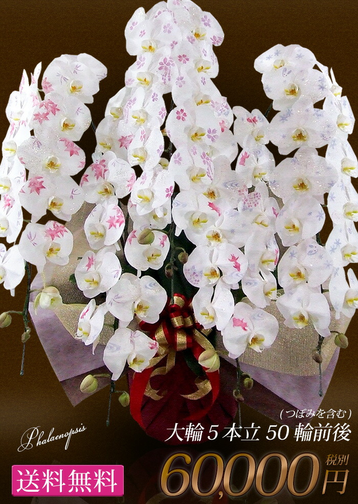 ただきます 化粧蘭 開業祝い 開院祝い 開店 フラワーマーケット花由 通販 Paypay