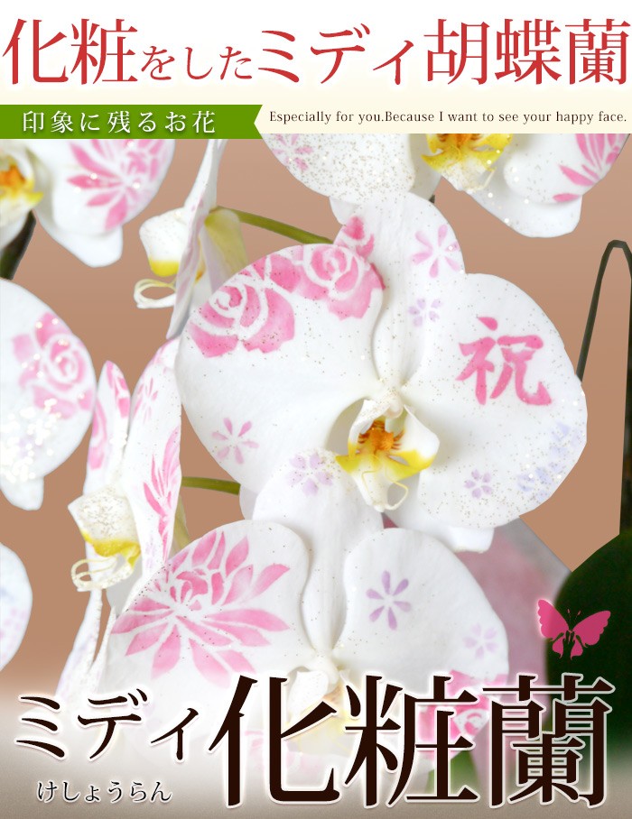 ミディ化粧蘭 ケショウラン コチョウラン 洋蘭＜3本立ち＞18輪以上
