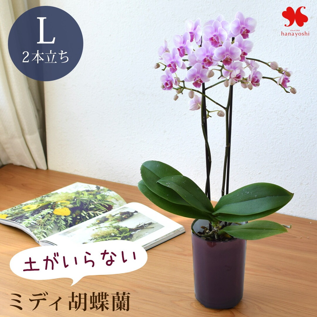 フラワーマーケット花由 産地直送 椎名洋ラン園さんの 土がいらない