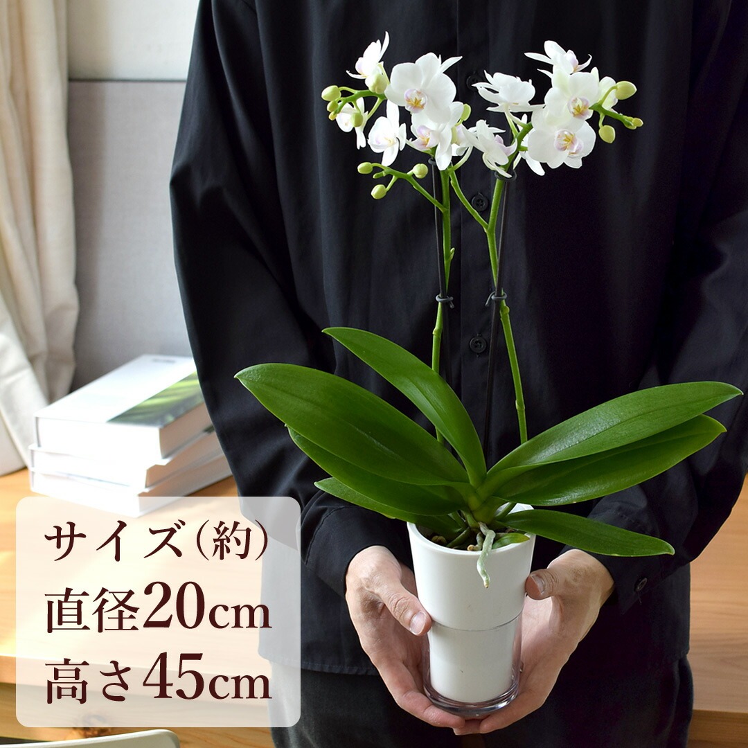 フラワーマーケット花由 産地直送 椎名洋ラン園さんの お手入れ簡単