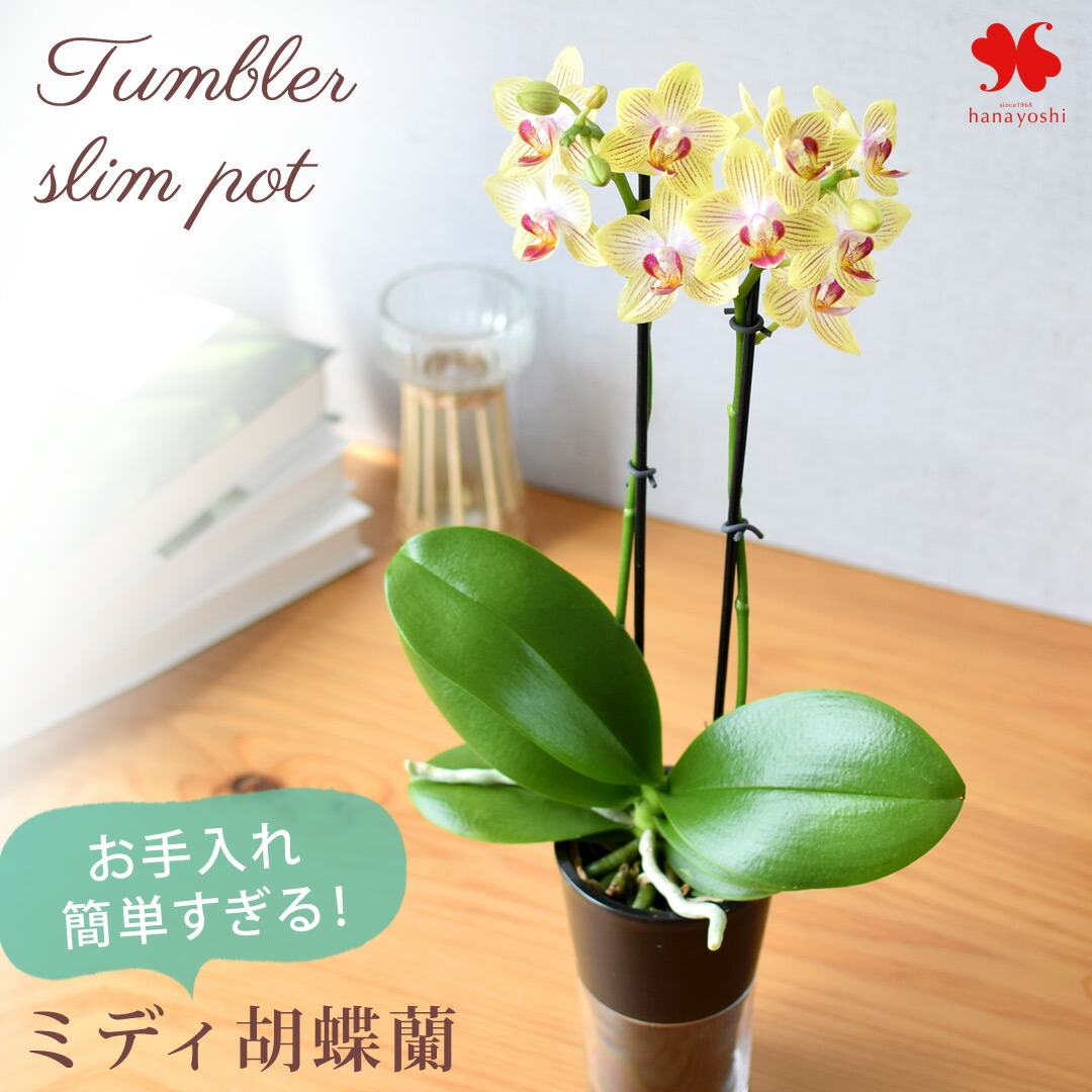 椎名洋ラン園の商品一覧 通販 - Yahoo!ショッピング