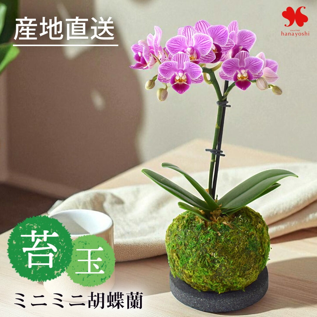 フラワーマーケット花由 産地直送 椎名洋ラン園さんの ミディ胡蝶蘭