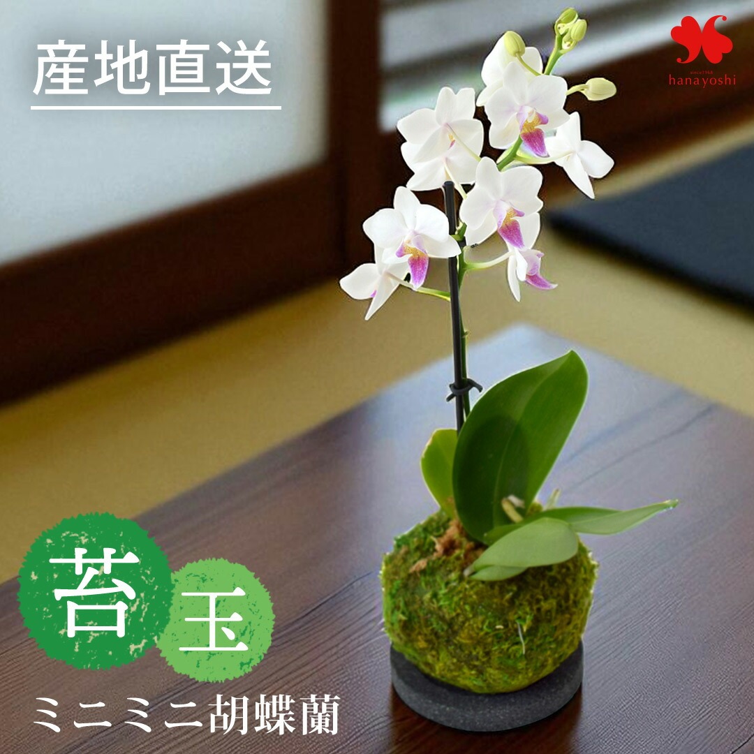 フラワーマーケット花由 産地直送 椎名洋ラン園さんの ミディ胡蝶蘭