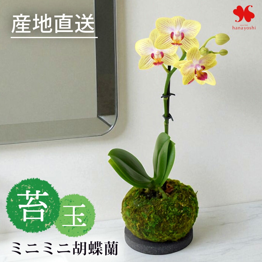 フラワーマーケット花由 産地直送 椎名洋ラン園さんの ミディ胡蝶蘭