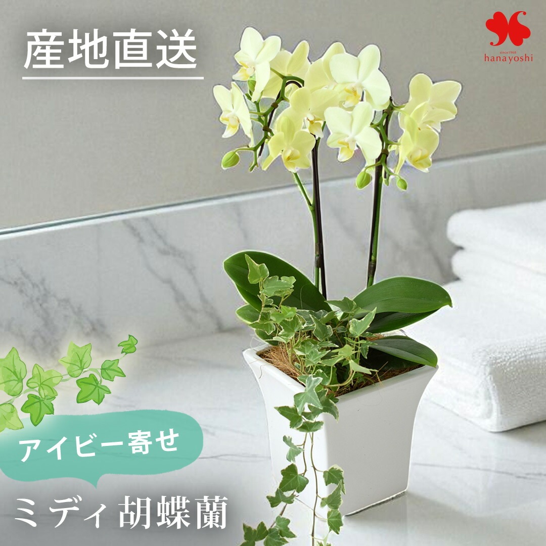 紫と白のランとアイビーの鉢花 フラワーマーケット花由 産地直送 椎名洋ラン園さんの アイビー寄せ