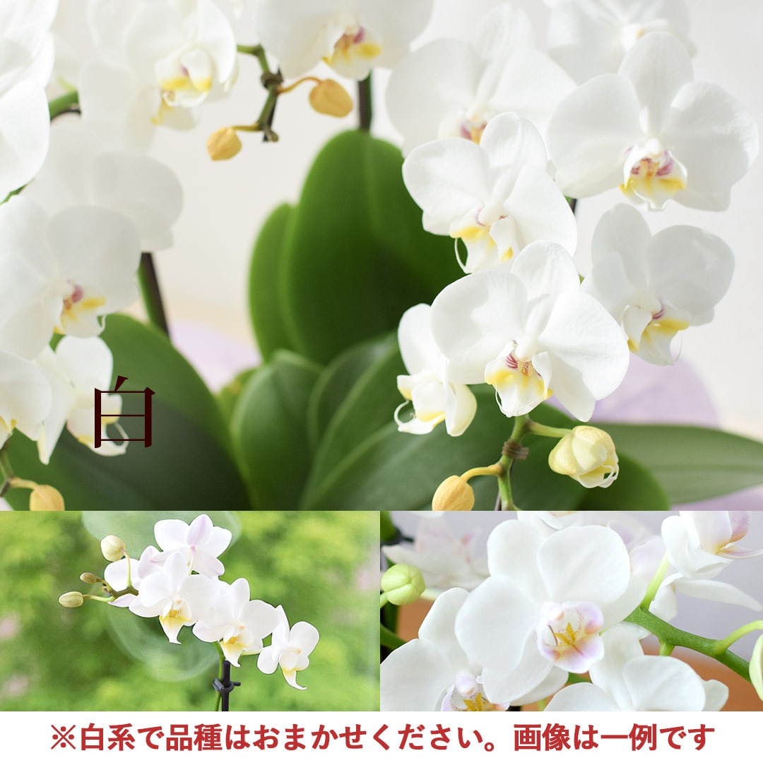 フラワーマーケット花由 産地直送 椎名洋ラン園さんの 贈答用 ミディ