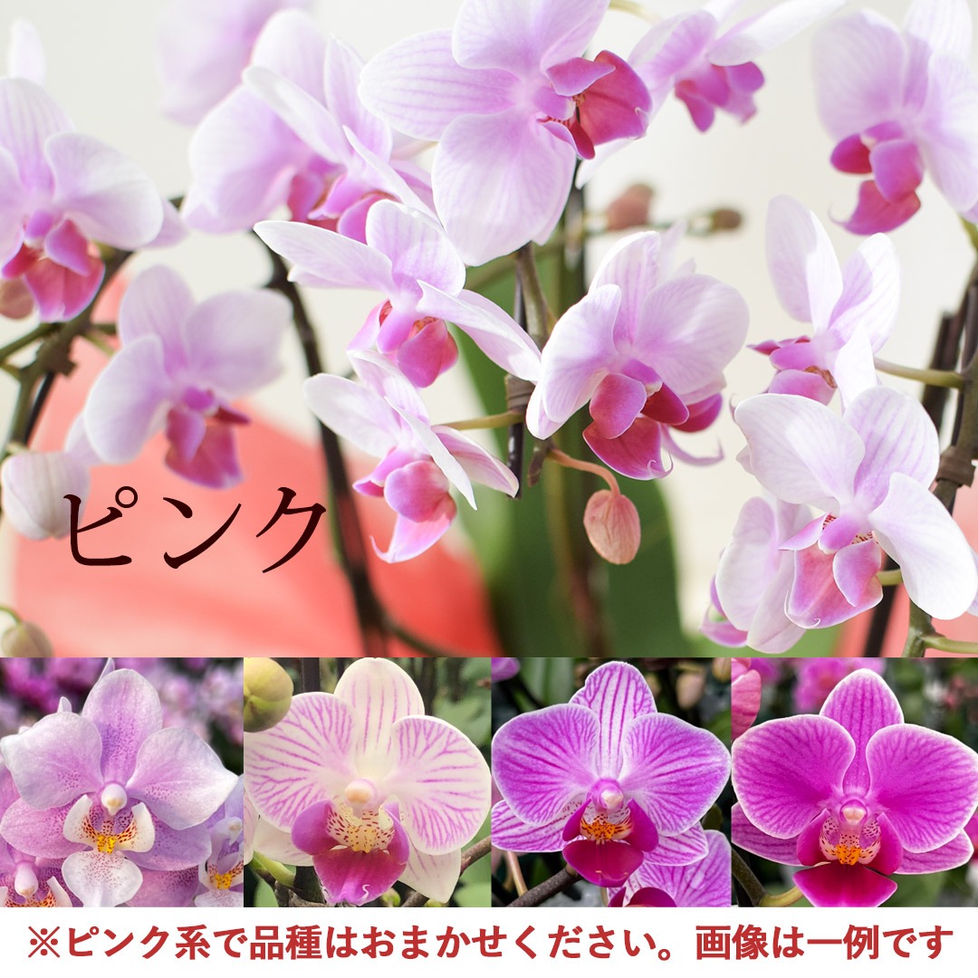 フラワーマーケット花由 産地直送 椎名洋ラン園さんの 贈答用 ミディ