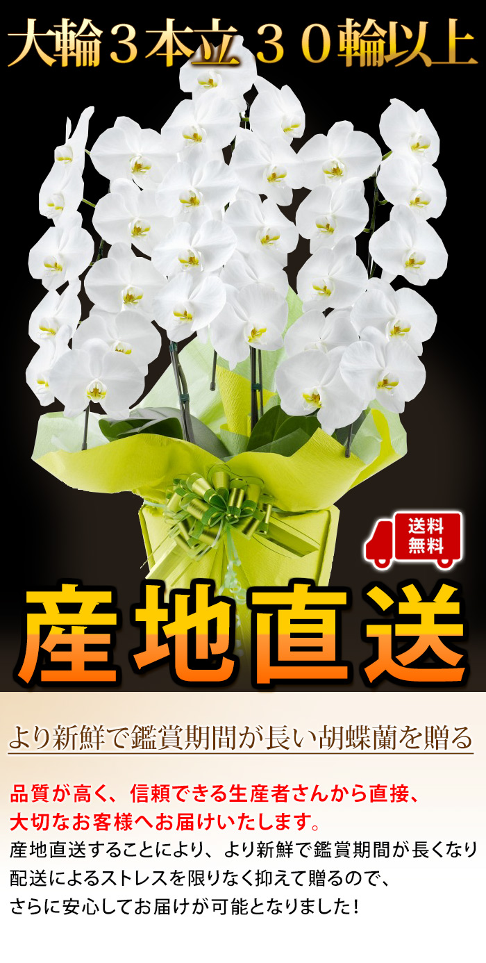 産地直送！ リーフさんの 胡蝶蘭 コチョウラン 洋蘭＜大輪・3本