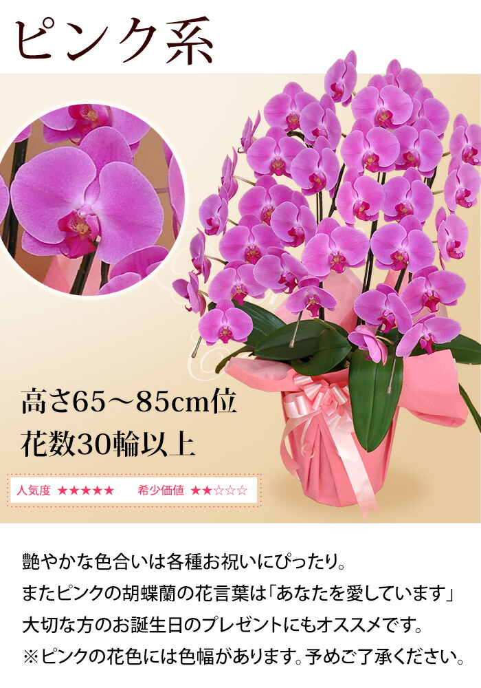 産地直送！ リーフさんの 胡蝶蘭 コチョウラン 洋蘭＜大輪・3本