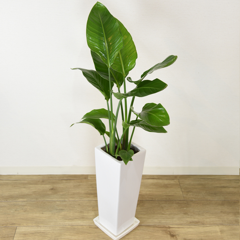 観葉植物 ストレリチアオーガスタ 6号 角プラスチック鉢 インテリア