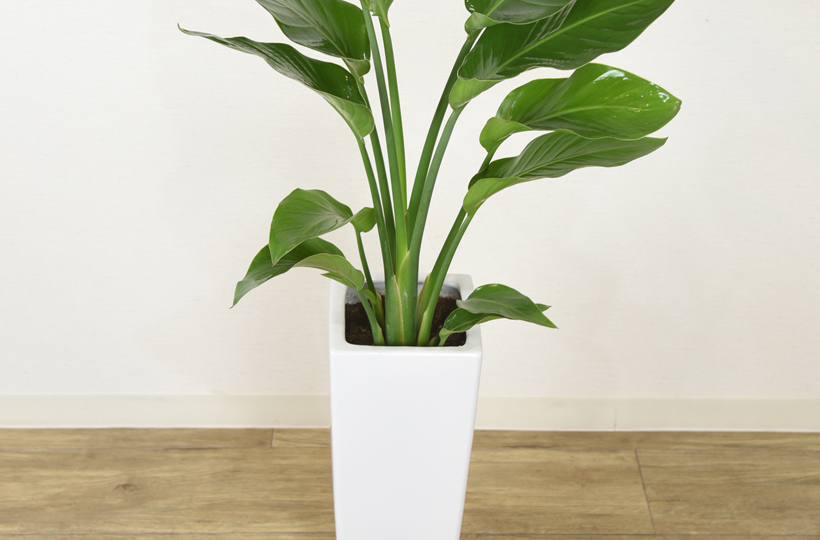 観葉植物 ストレリチアオーガスタ 6号 角プラスチック鉢 インテリア