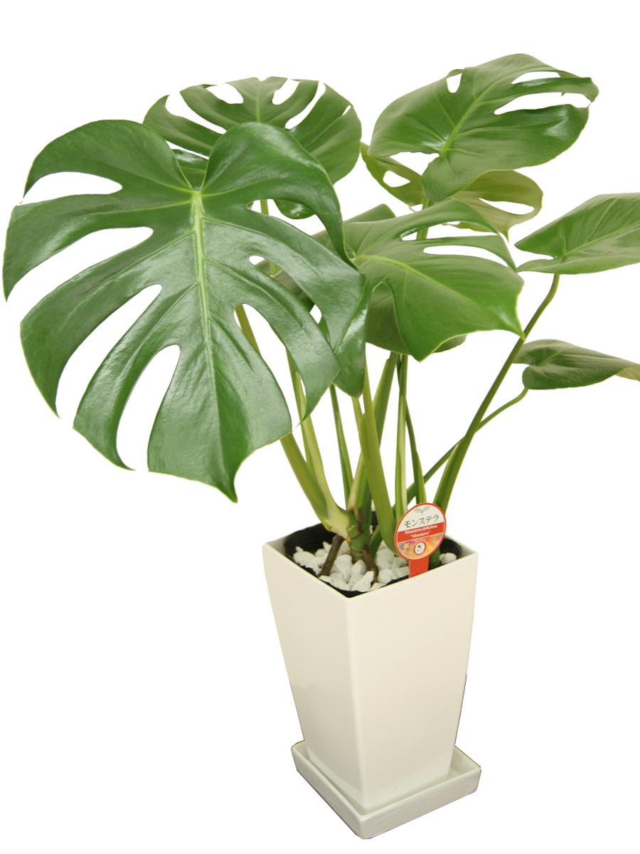 モンステラ 角プラスチック鉢 6号 床置き 観葉植物 陶器鉢 インテリア