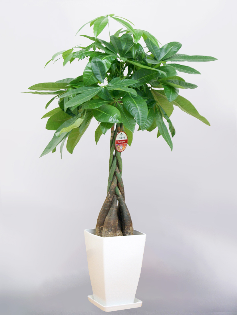 観葉植物 パキラ 8号 角プラスチック鉢 発財樹 インテリア ギフト 育て