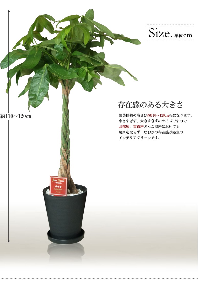 観葉植物 大型 パキラアクアティカ 発財樹 8号 黒丸鉢白丸鉢カゴ鉢