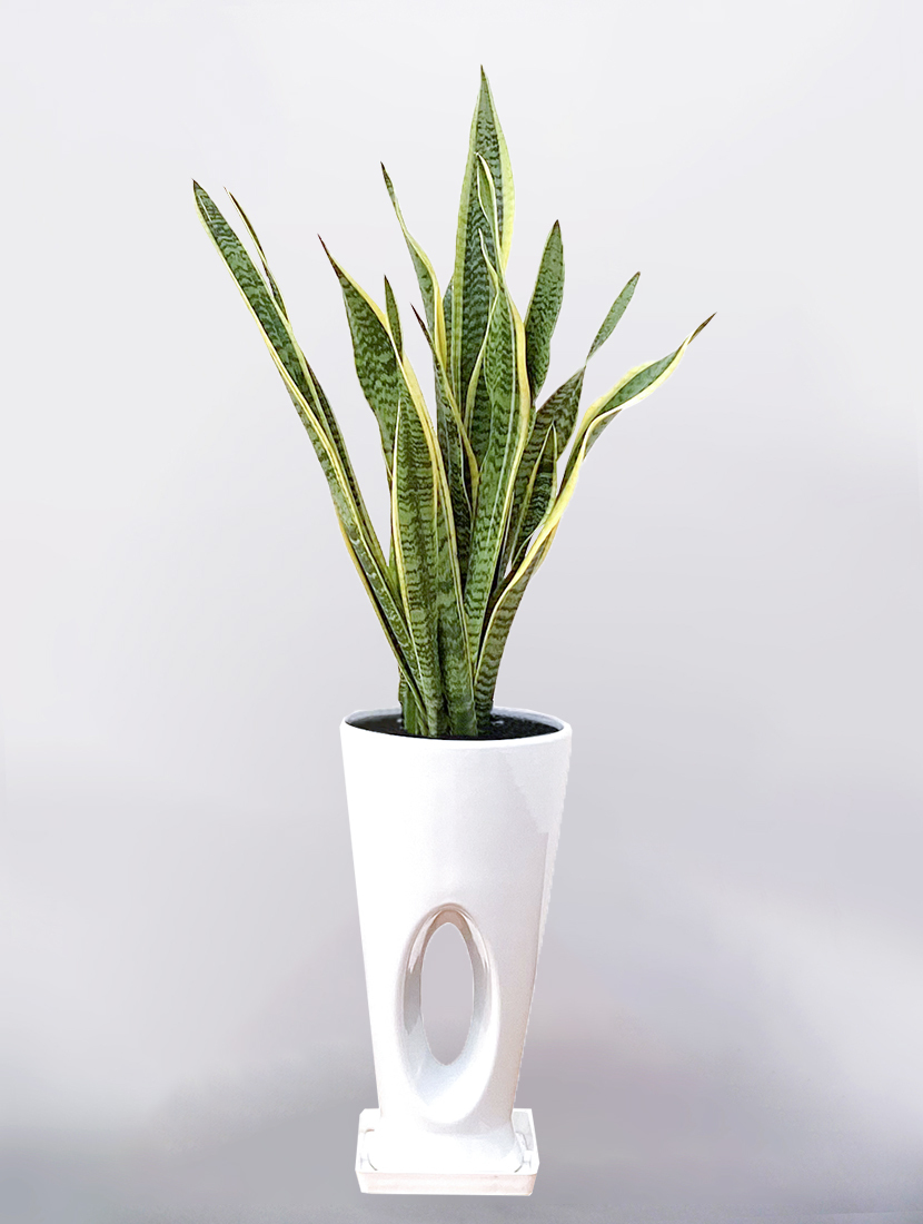 サンスベリア 陶器鉢付き 観葉植物 サンセベリア サンスベリア 7号 穴高陶器鉢 インテリア