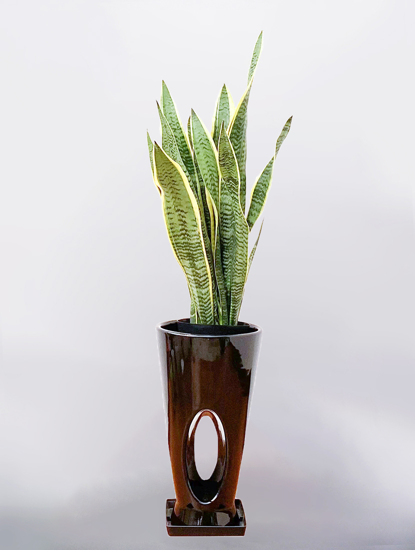 サンセベリア 中型 観葉植物 陶器鉢 観葉植物 サンセベリア サンスベリア 7号 穴高陶器鉢 インテリア
