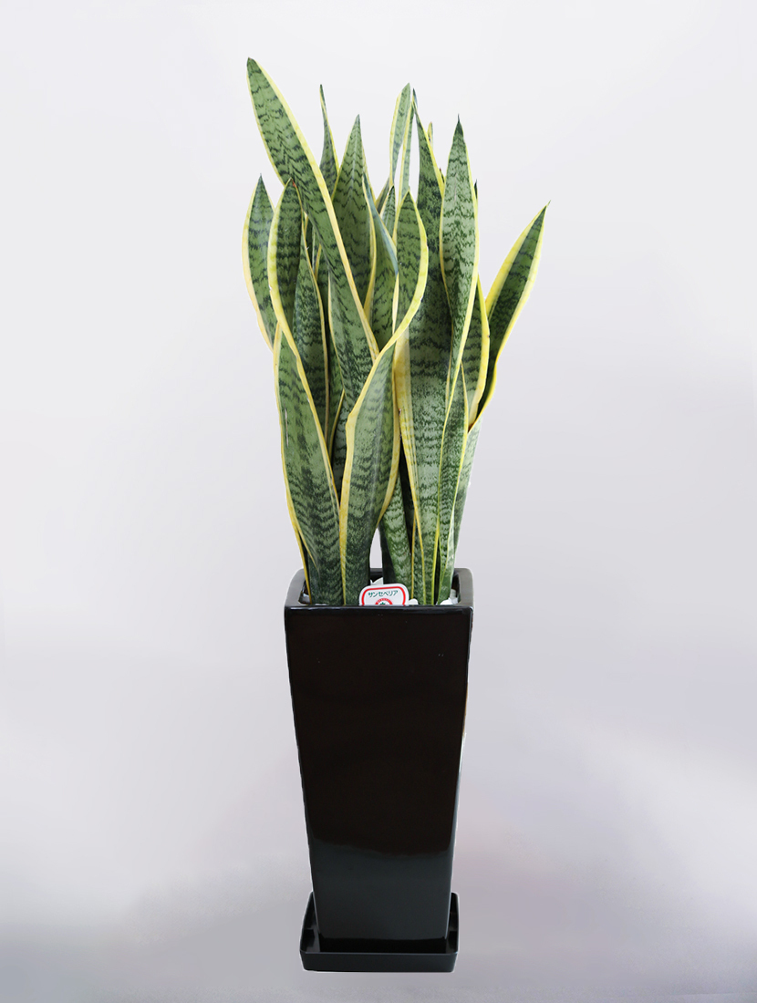 サンセベリア 中型 観葉植物 陶器鉢 観葉植物 サンセベリア サンスベリア 7号 角高陶器鉢 インテリア