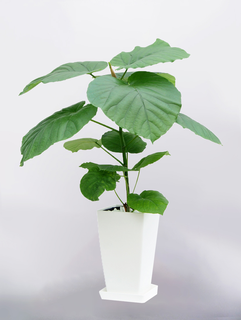 観葉植物 フィカスウンベラータ 6号 角プラスチック鉢