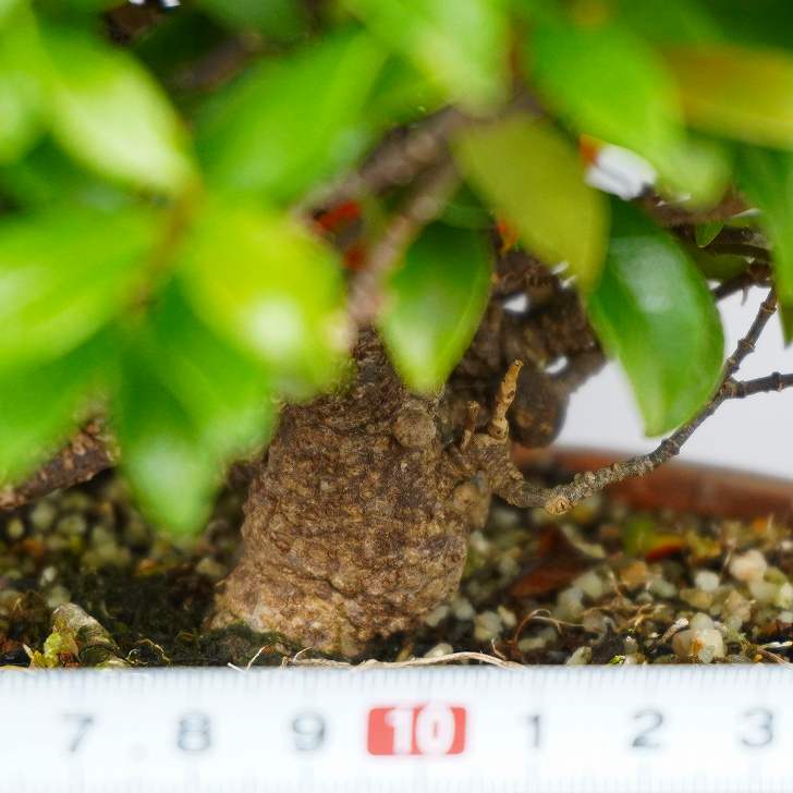 定家葛 ていかかずら trachelospermum asiaticum テイカカズラ つる性 キョウチクトウ科 常緑樹 紅葉 観賞用 盆栽 小品 現品