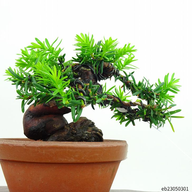 盆栽 一位 樹高 12cm いちい Taxus cuspidata イチイ “ジン