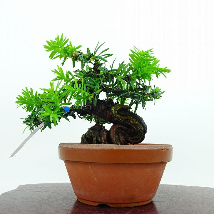 盆栽 一位 樹高 12cm いちい Taxus cuspidata イチイ “ジン シャリ” イチイ科 常緑針葉樹 観賞用 小品 現品