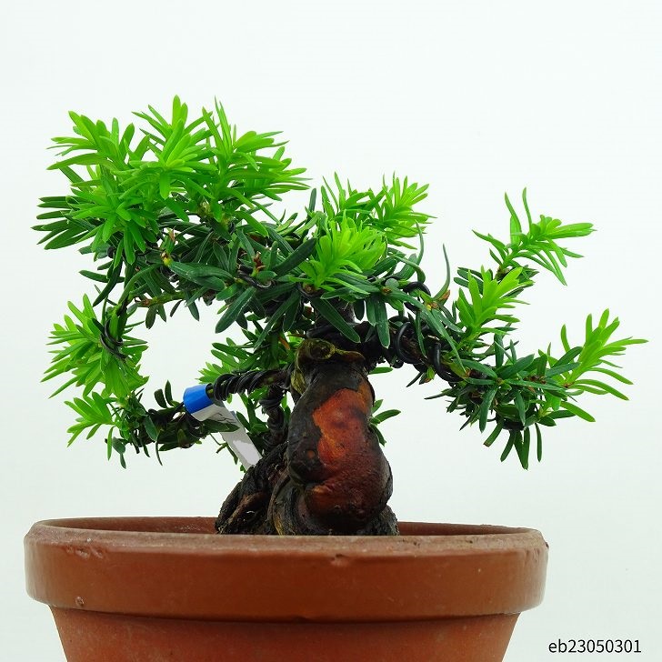 盆栽 一位 樹高 12cm いちい Taxus cuspidata イチイ “ジン シャリ