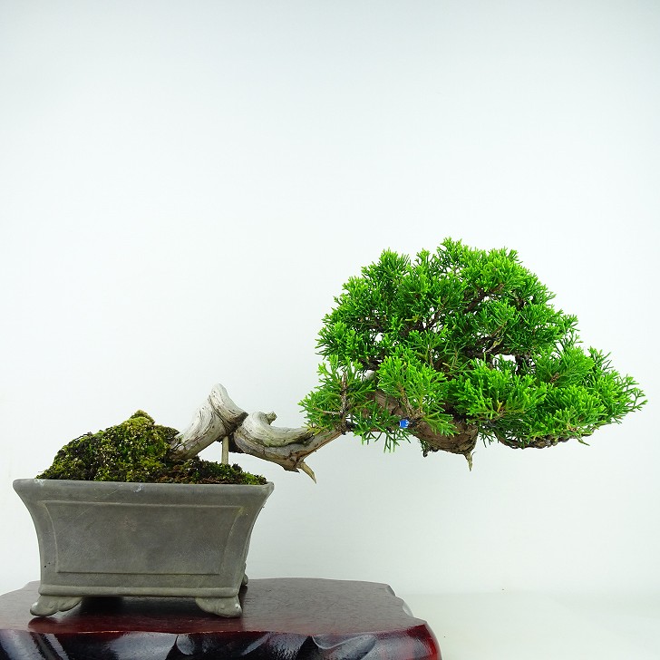 盆栽 真柏 樹高 18cm しんぱく Juniperus chinensis シンパク “ジン