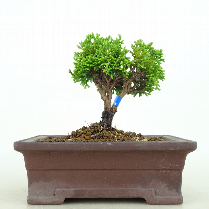 盆栽桧樹高9cm ひのきChamaecyparis obtus | JChere雅虎拍卖代购