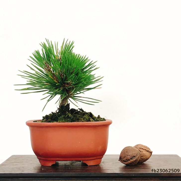 盆栽 松 黒松 千寿丸 樹高 約10cm くろまつ Pinus thunbergii クロマツ