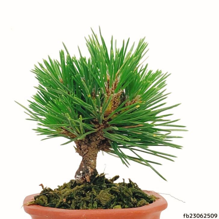 盆栽 松 黒松 千寿丸 樹高 約10cm くろまつ Pinus thunbergii クロマツ