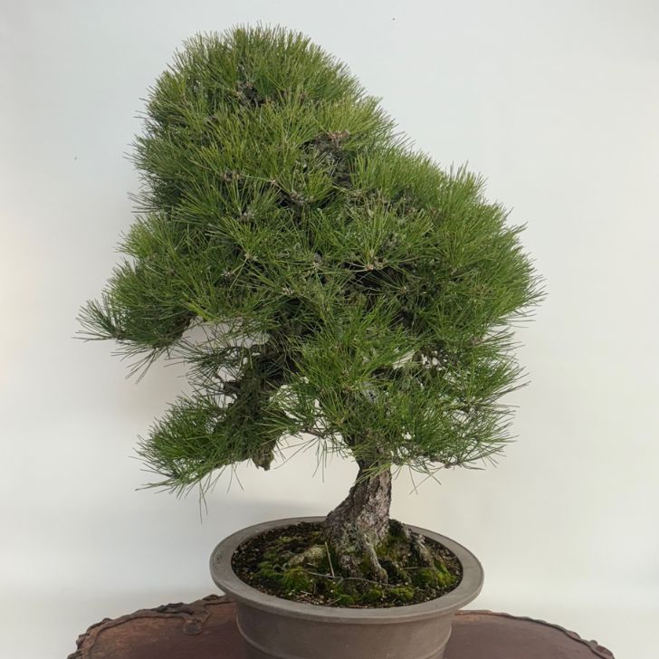 完売⑦錦松　盆栽 hb00103a-01-aa.jpg