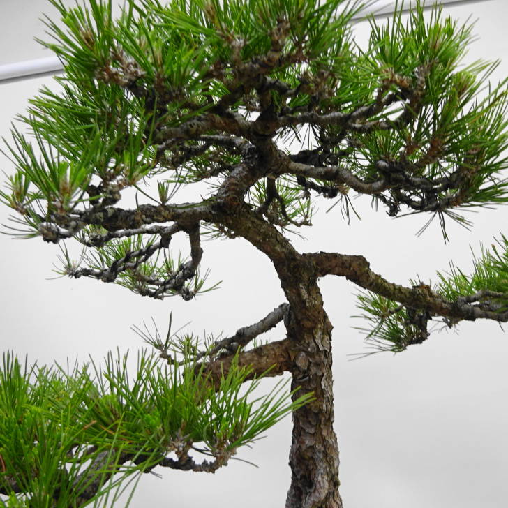 盆栽 松 黒松 樹高 約65cm くろまつ Pinus thunbergii クロマツ マツ科 