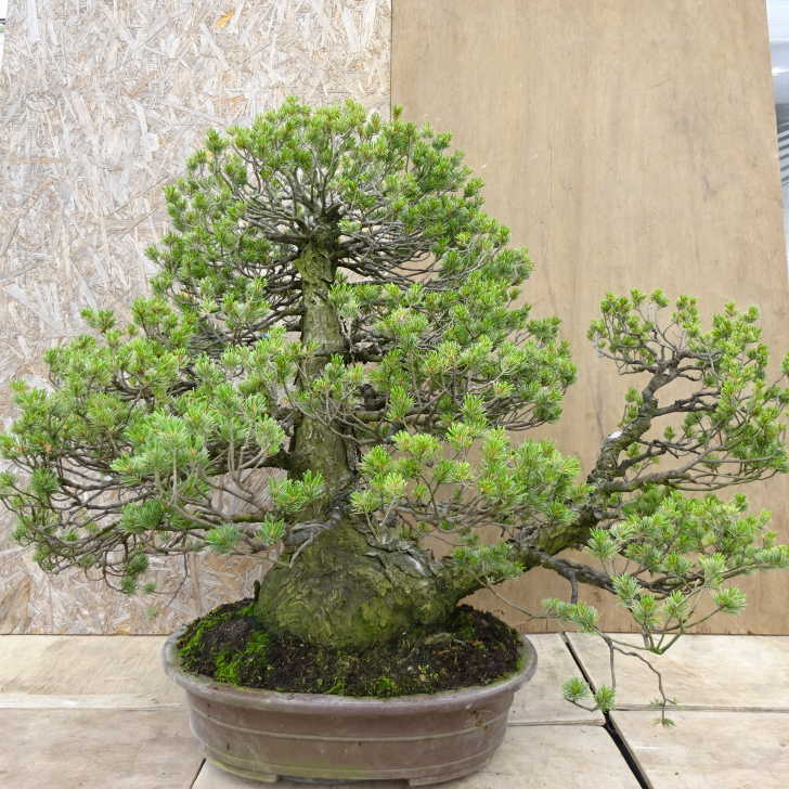 盆栽　瑞祥　五葉松　樹高32cm 盆栽 松 五葉松 瑞祥 樹高 約80cm ごようまつ Pinus parviflora