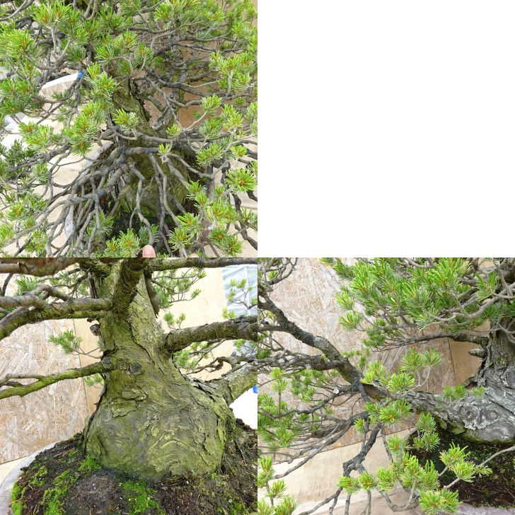 盆栽 松 五葉松 瑞祥 樹高 約80cm ごようまつ Pinus parviflora