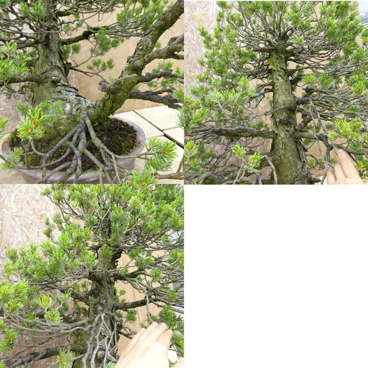 盆栽 松 五葉松 瑞祥 樹高 約80cm ごようまつ Pinus parviflora