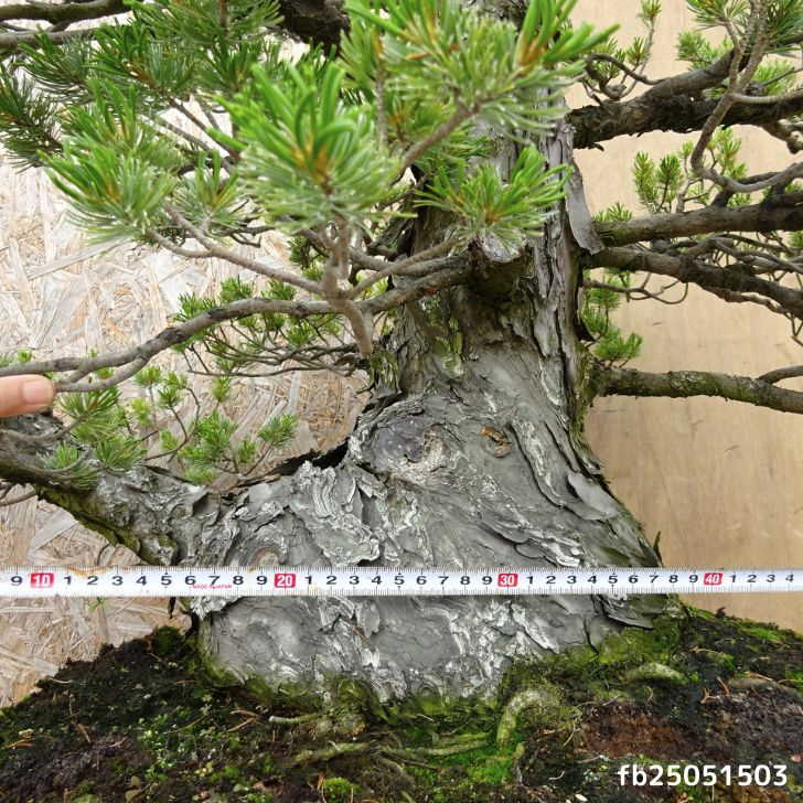 盆栽 松 五葉松 瑞祥 樹高 約80cm ごようまつ Pinus parviflora
