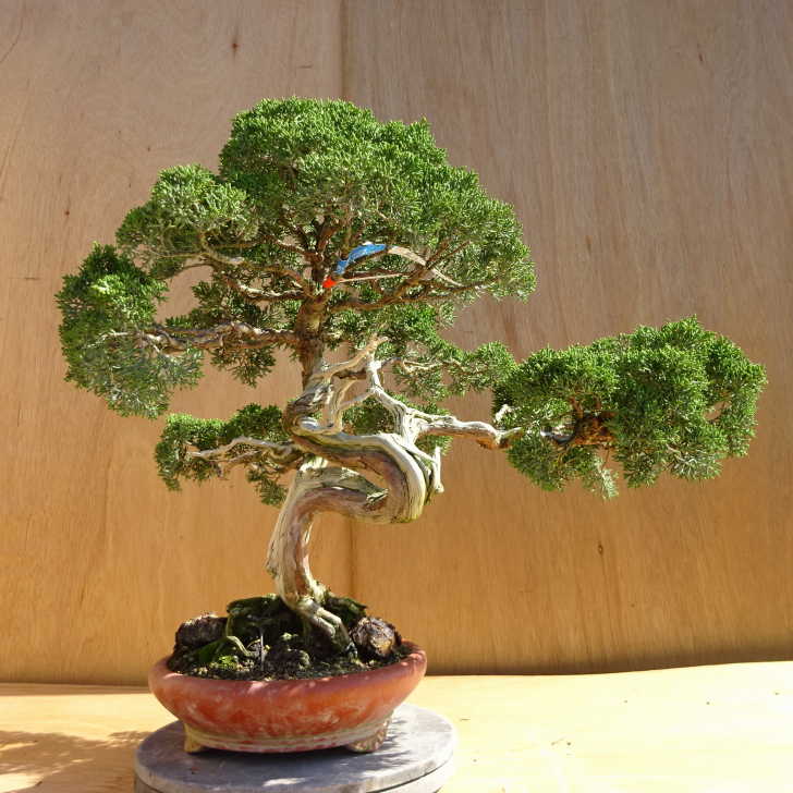 盆栽 真柏 樹高 約51cm しんぱく Juniperus chinensis シンパク ジン