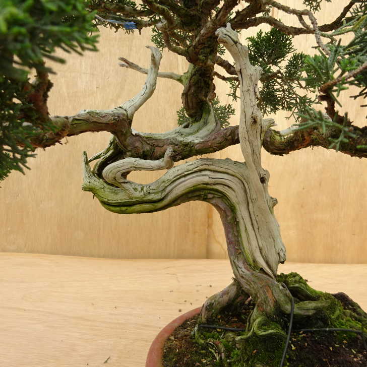 盆栽 真柏 樹高 約51cm しんぱく Juniperus chinensis シンパク ジン