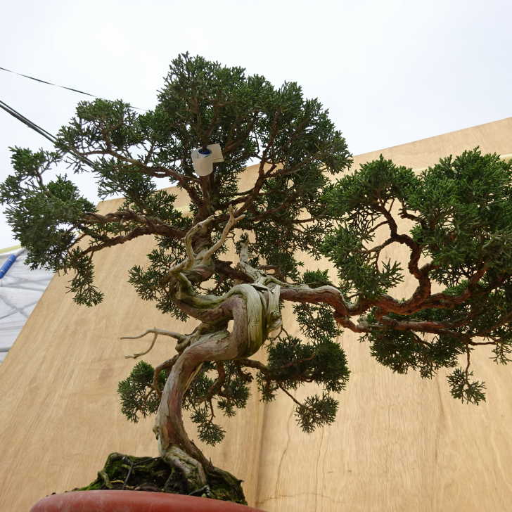 盆栽 真柏 樹高 約51cm しんぱく Juniperus chinensis シンパク ジン