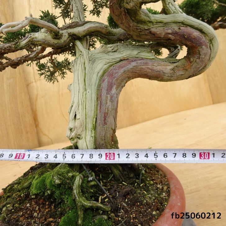 真パク　盆栽 楽天市場】盆栽 真柏 樹高 約31cm しんぱく Juniperus chinensis